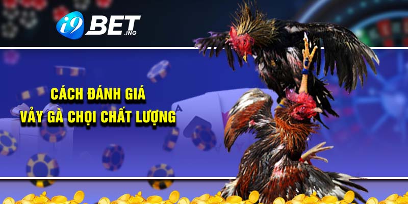 Cách đánh giá vảy gà chọi chất lượng