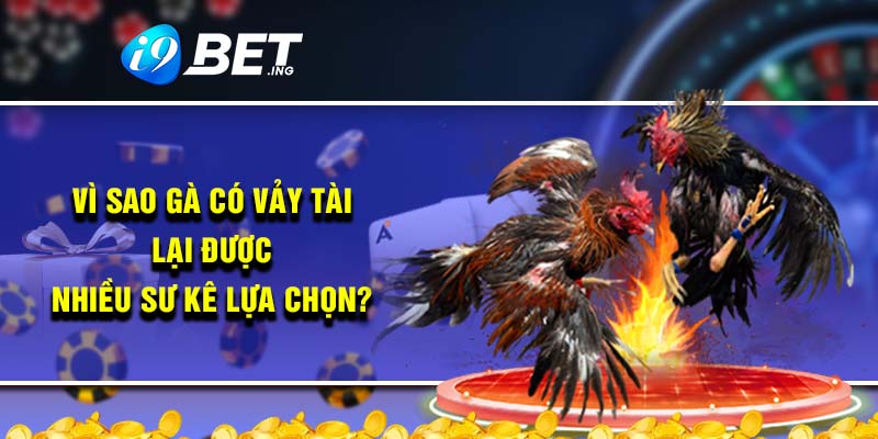 Vì sao gà có vảy tài lại được nhiều sư kê lựa chọn?